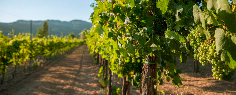 Cantina Annesanti - Il vino come atto di coerenza in Valnerina