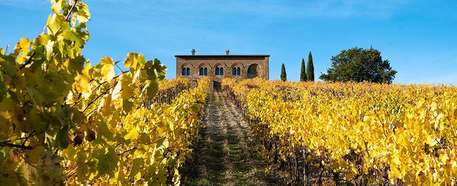 Palazzone, dove Orvieto prende forma nel vino