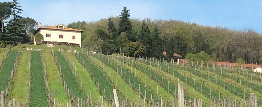 Zanchi - L’anima autentica del vino di Amelia