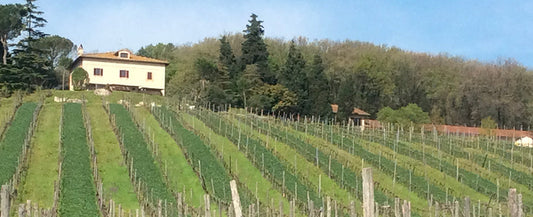 Zanchi - L’anima autentica del vino di Amelia